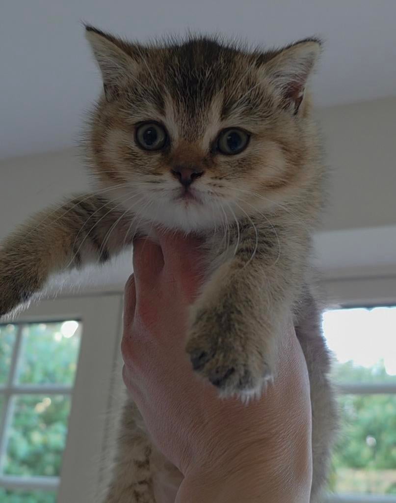 Chaton britannique à poil court, chat doré et noir ombré, Chatte ou Chat, Vacciné, 0 à 2 ans