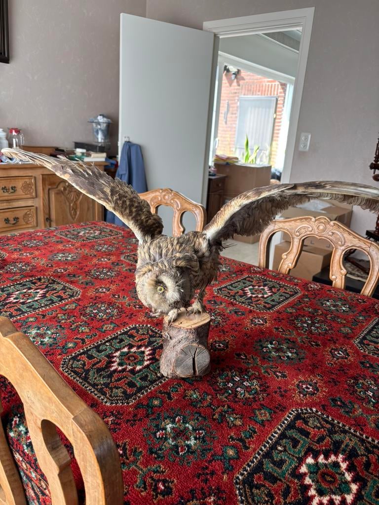 Opgezette uil, Ophalen of Verzenden