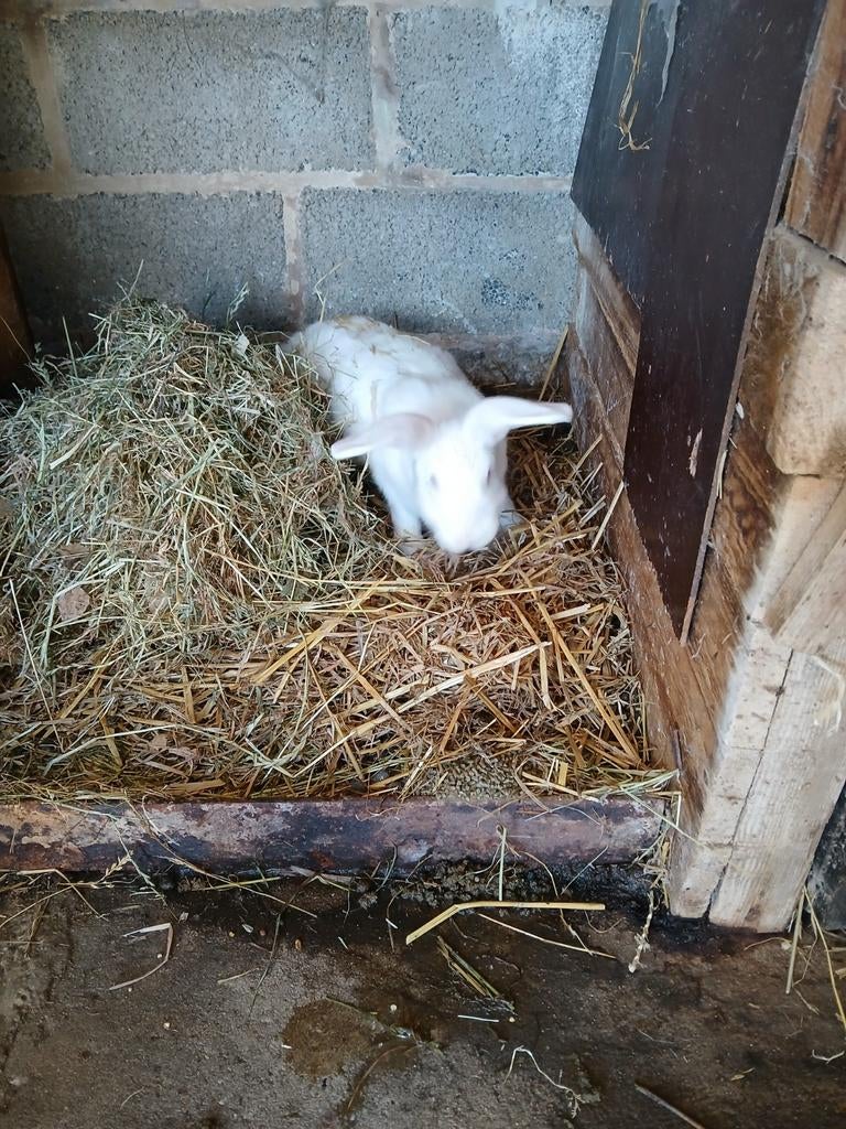 Jonge voedster, Dieren en Toebehoren, Konijnen