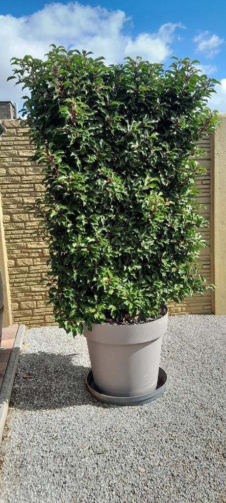 Portugese laurier, Ophalen, Laurier