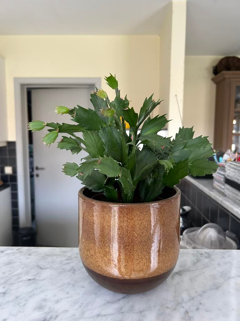 2 plantes, 1 blanche et 1 rouge, Enlèvement, Comme neuf