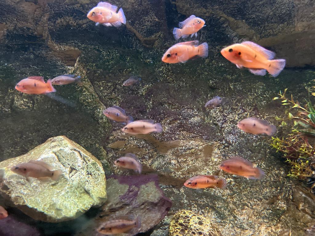 Oranje kleine Afrikaanse Chiclids, Dieren en Toebehoren, Vis, Zoetwatervis
