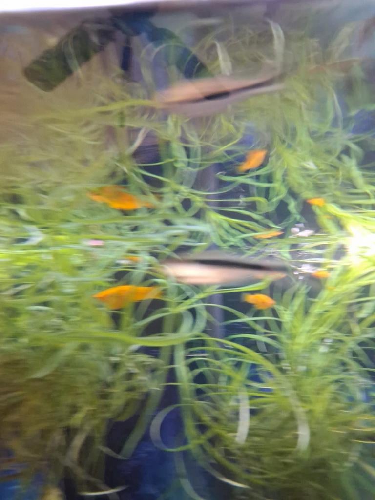 Poissons  à donner, Animaux & Accessoires, Poisson, Poisson d'eau douce, Banc de poissons