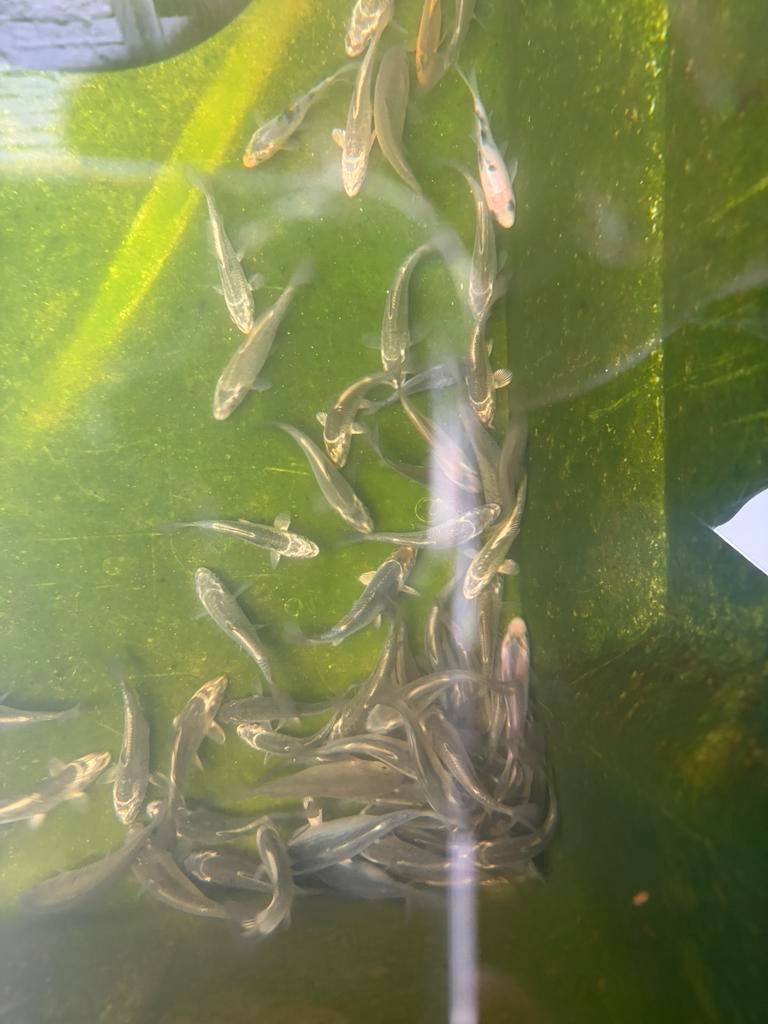 Ghost en spiegelkarpers, Dieren en Toebehoren, Vissen | Vijvervissen, Karper of Koi