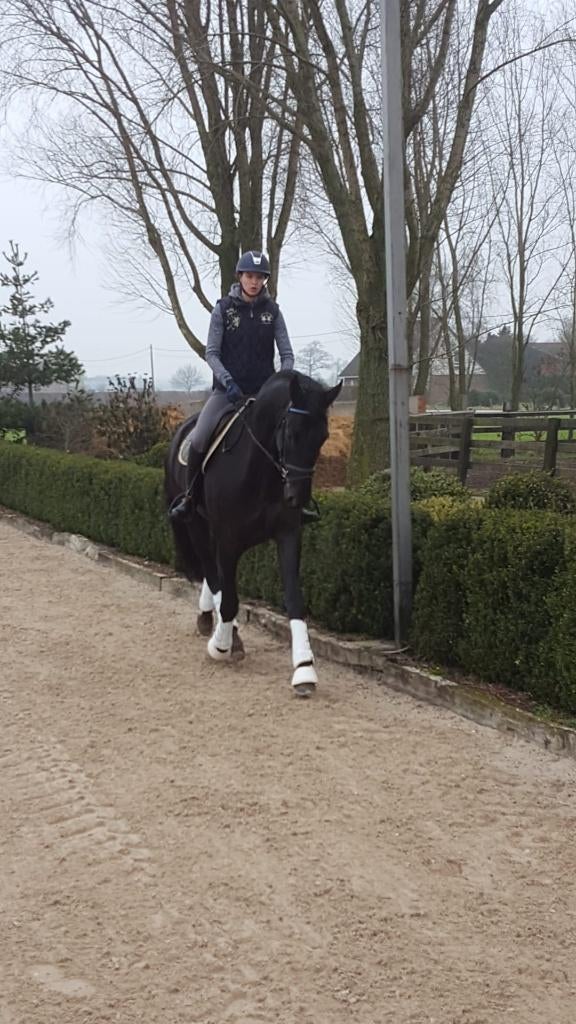 8 jarige ruin te koop, Dieren en Toebehoren, Paarden, 175 cm of meer, Met stamboom, Ruin, Dressuurpaard