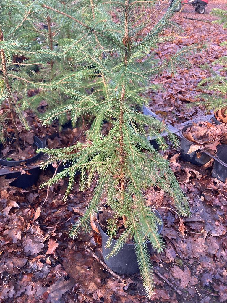Picea Abies kerstdennen in pot, Tuin en Terras, Ophalen, In pot