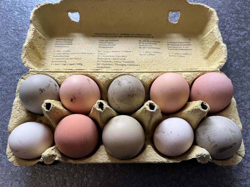 Broedeieren mix, Dieren en Toebehoren, Pluimvee, Geslacht onbekend, Kip