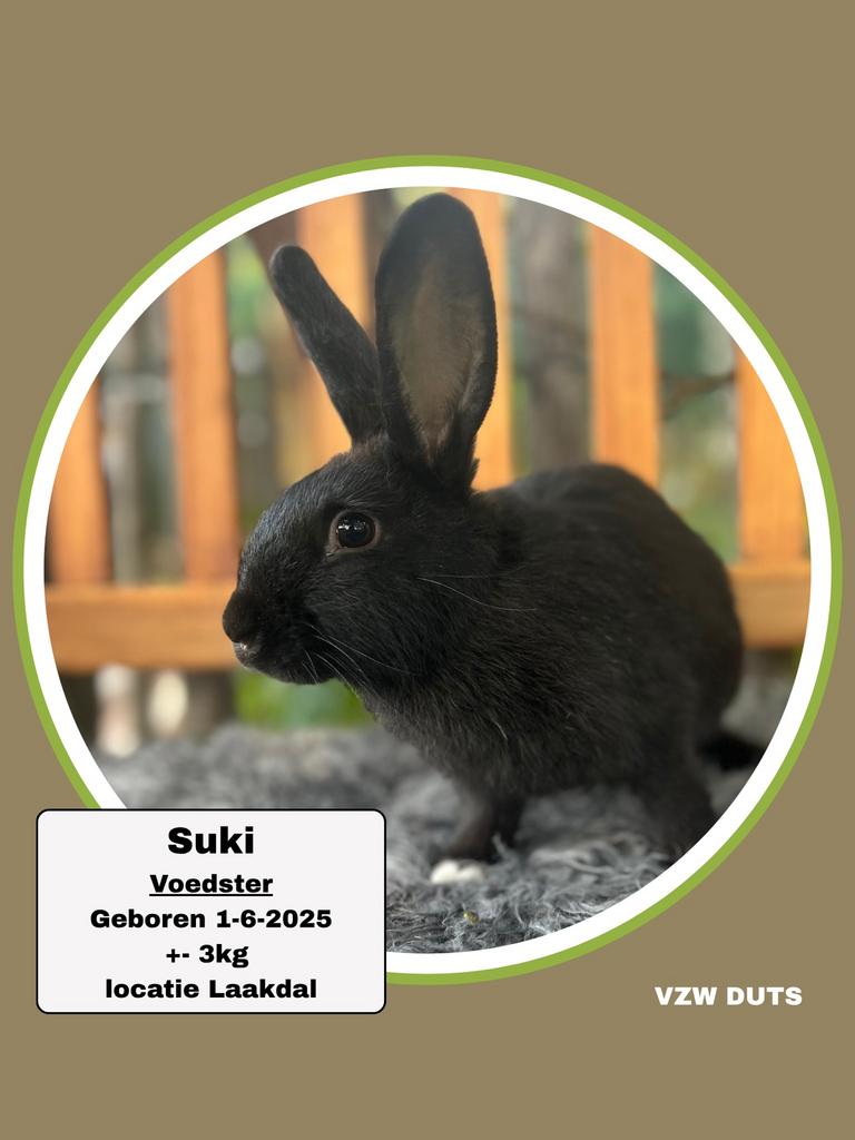 Voedster ter adoptie vzw duts, Dieren en Toebehoren, Konijnen