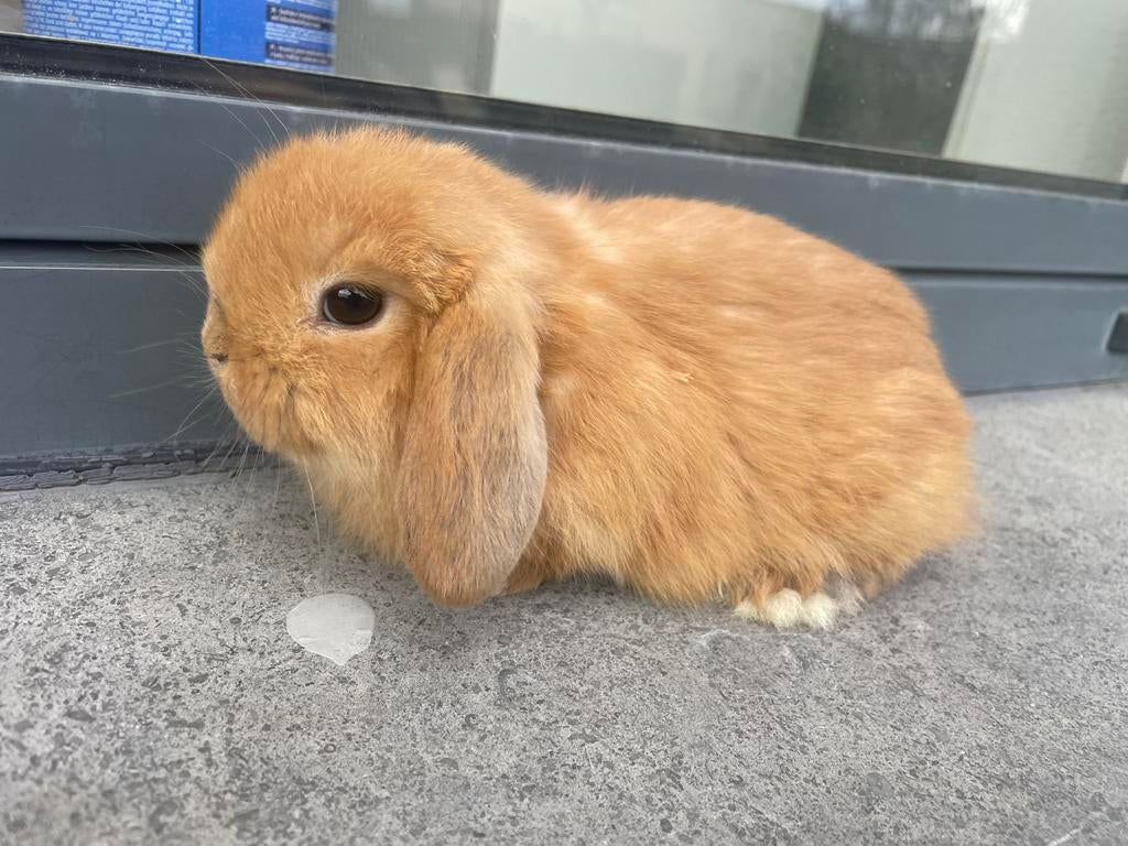 Jonge minilop konijntjes