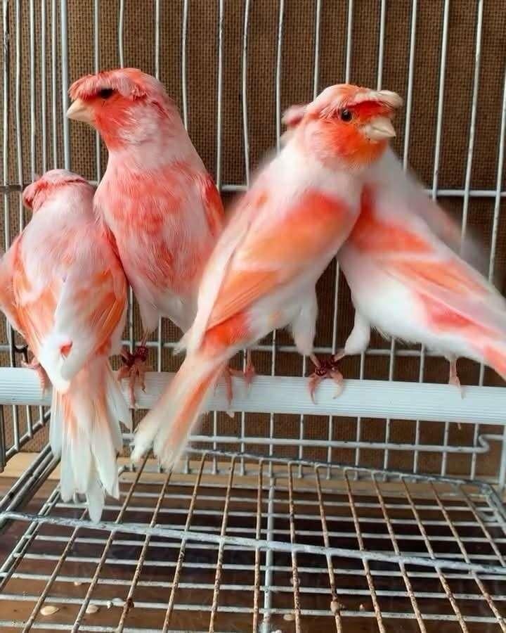 Mooie verzorgde kanariemans - flinke zangers !!!, Dieren en Toebehoren, Vogels | Kanaries