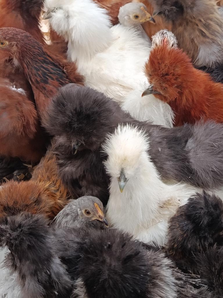 zijdehoenders & andere rassen 4+1 gratis 0499/082381, Dieren en Toebehoren, Pluimvee, Vrouwelijk, Kip