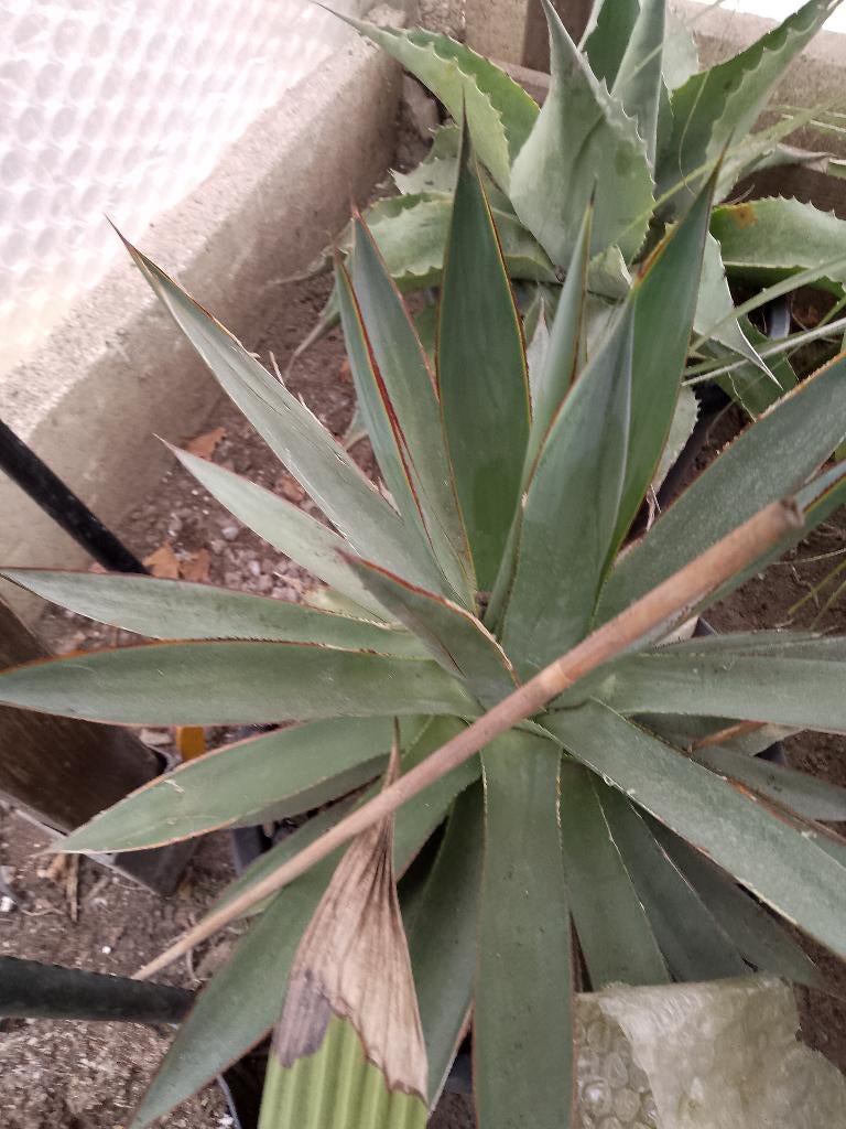 agave blue glow, Jardin & Terrasse, Enlèvement