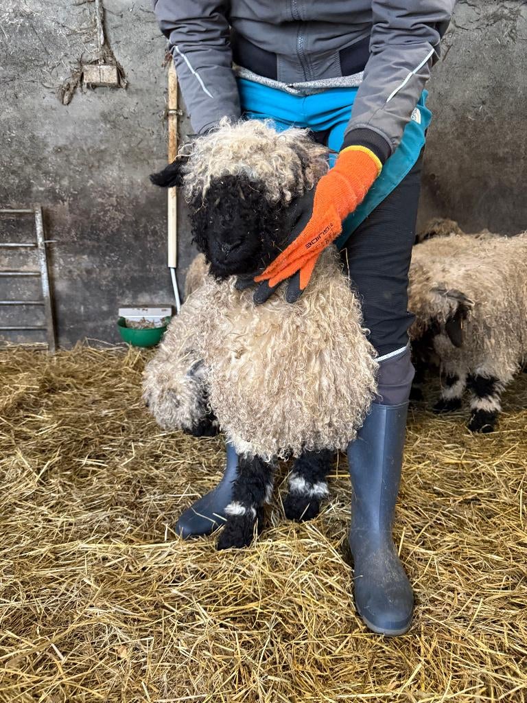 walliser schwarznase fokkoppel, Animaux & Accessoires, Moutons, Chèvres & Cochons, Mouton, Plusieurs animaux, 0 à 2 ans