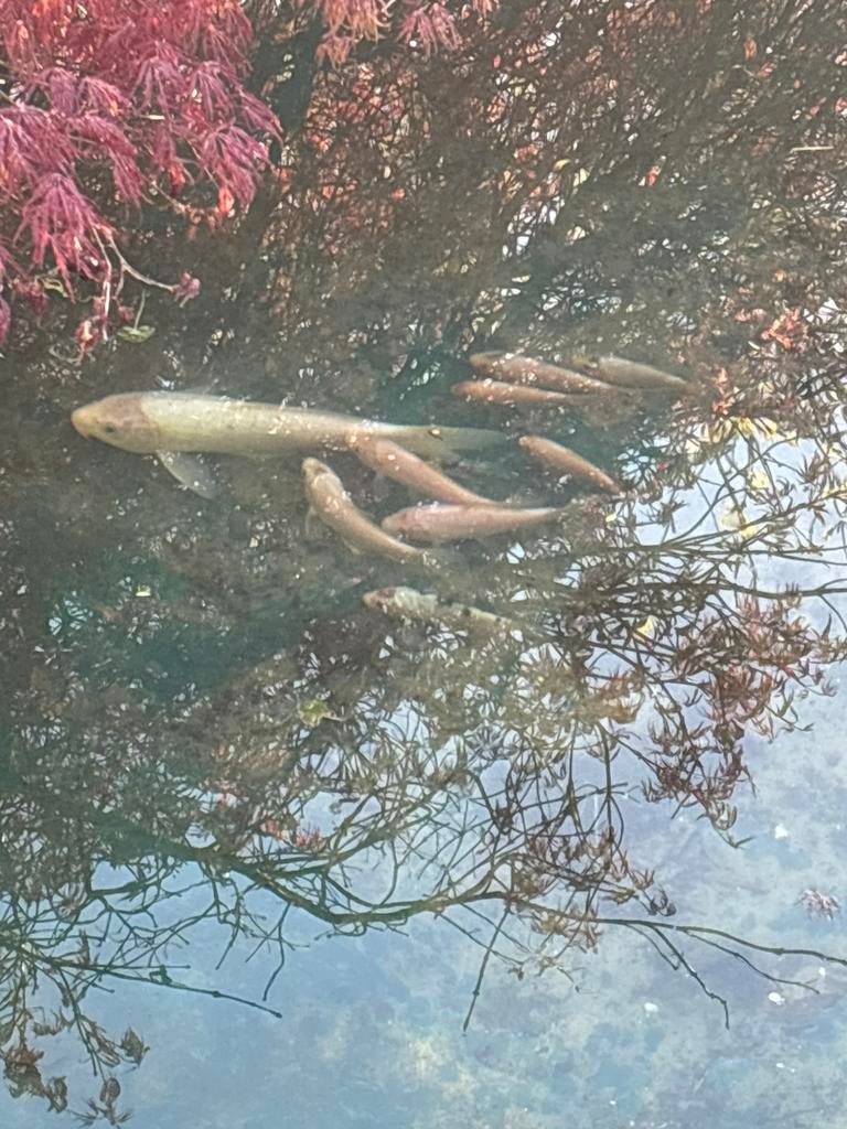 Koi vissen, Dieren en Toebehoren