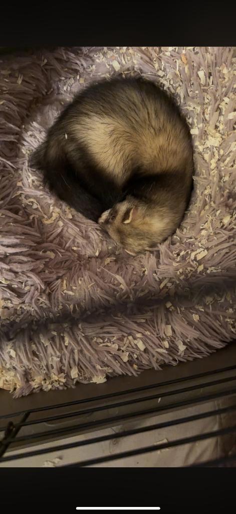 Fret te koop mannetje, Dieren en Toebehoren, Fret, Mannelijk, Januari, Tam