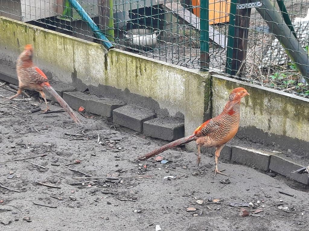 Goudfazant, Dieren en Toebehoren, Meerdere dieren, Overige soorten