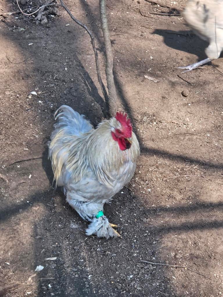 Mooi cochin haantje 1j oud, Dieren en Toebehoren, Pluimvee, Kip