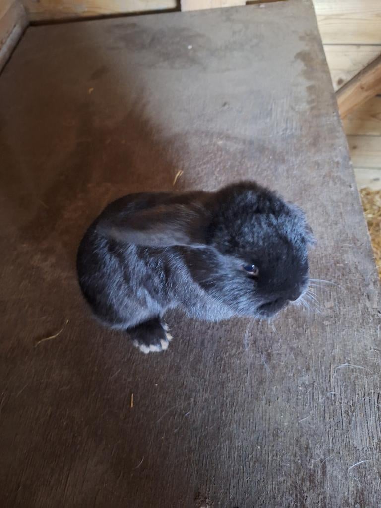 hangoren te koop, Dieren en Toebehoren, Konijnen, Meerdere dieren, Klein, Hangoor, 0 tot 2 jaar