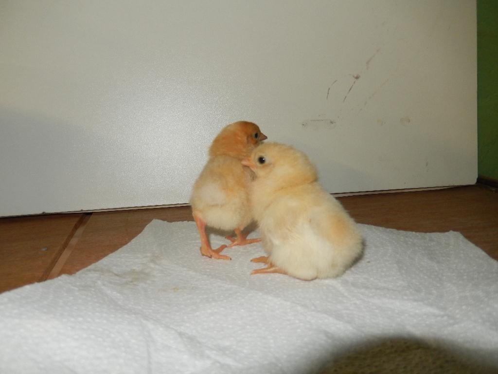 Kuikens Fries hoen, Dieren en Toebehoren, Pluimvee, Meerdere dieren, Kip