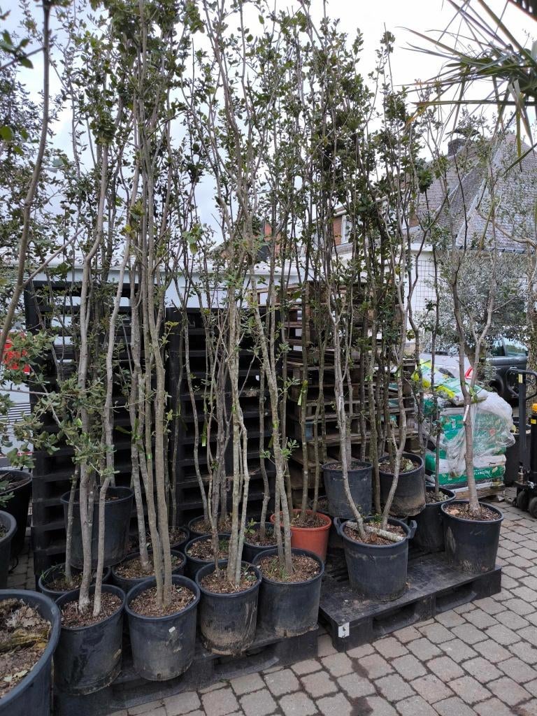 Steeneik te koop Quercus ilex, Tuin en Terras, Planten | Bomen, Overige soorten, 100 tot 250 cm, Zomer, Ophalen