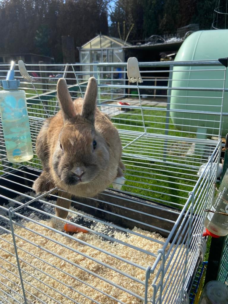 Bruin mannelijk konijn, Dieren en Toebehoren, Mannelijk