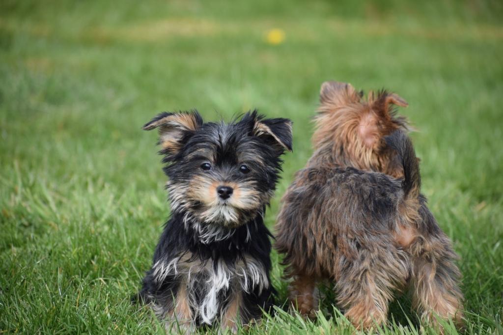 Chiots Yorkshire Terrier, 15 semaines à 1 an, Étranger, Yorkshire Terrier, Hépatite contagieuse (maladie de Rubarth)