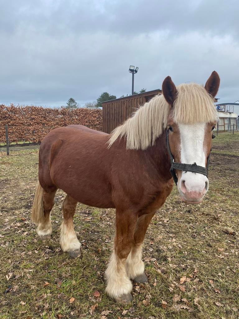 NERO boerenpaard hengst 3j (Les Ardennes), Moins de 160 cm, Étalon, Non dressé, 3 à 6 ans