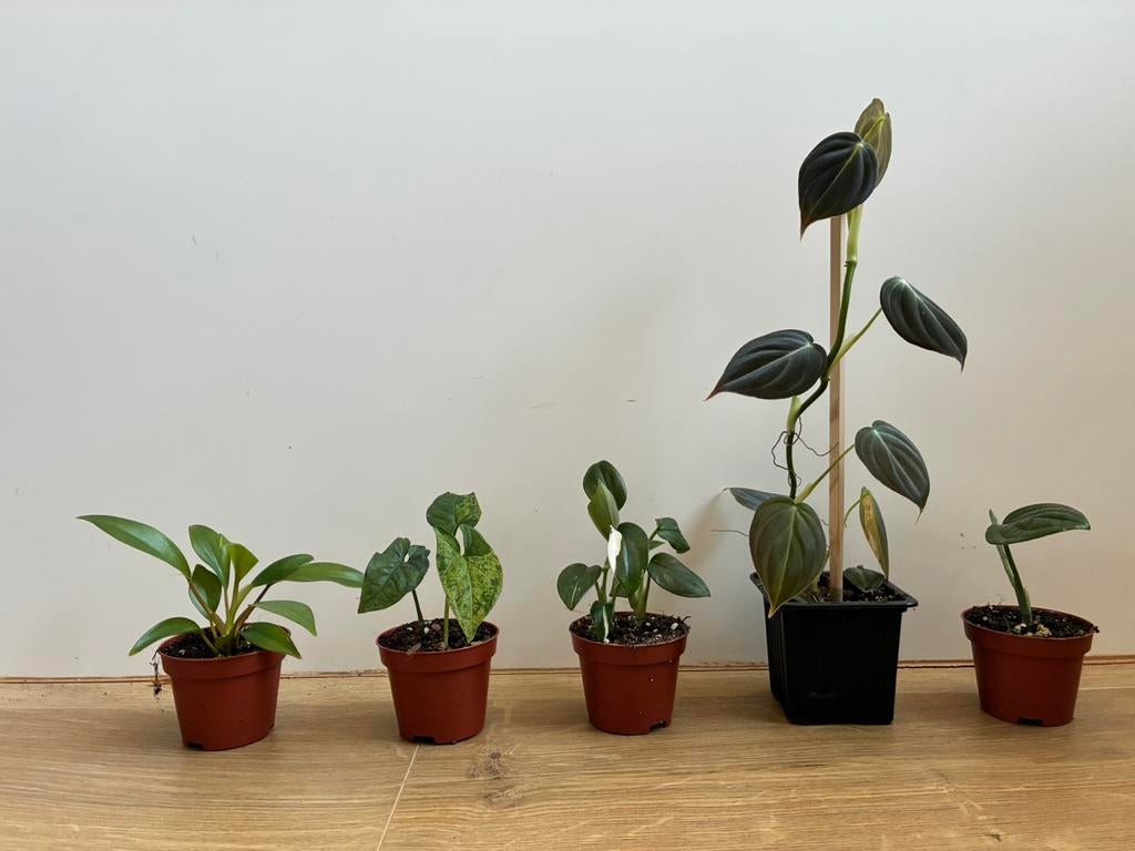 5 plantjes voor 10€, Huis en Inrichting, Kamerplanten, Ophalen