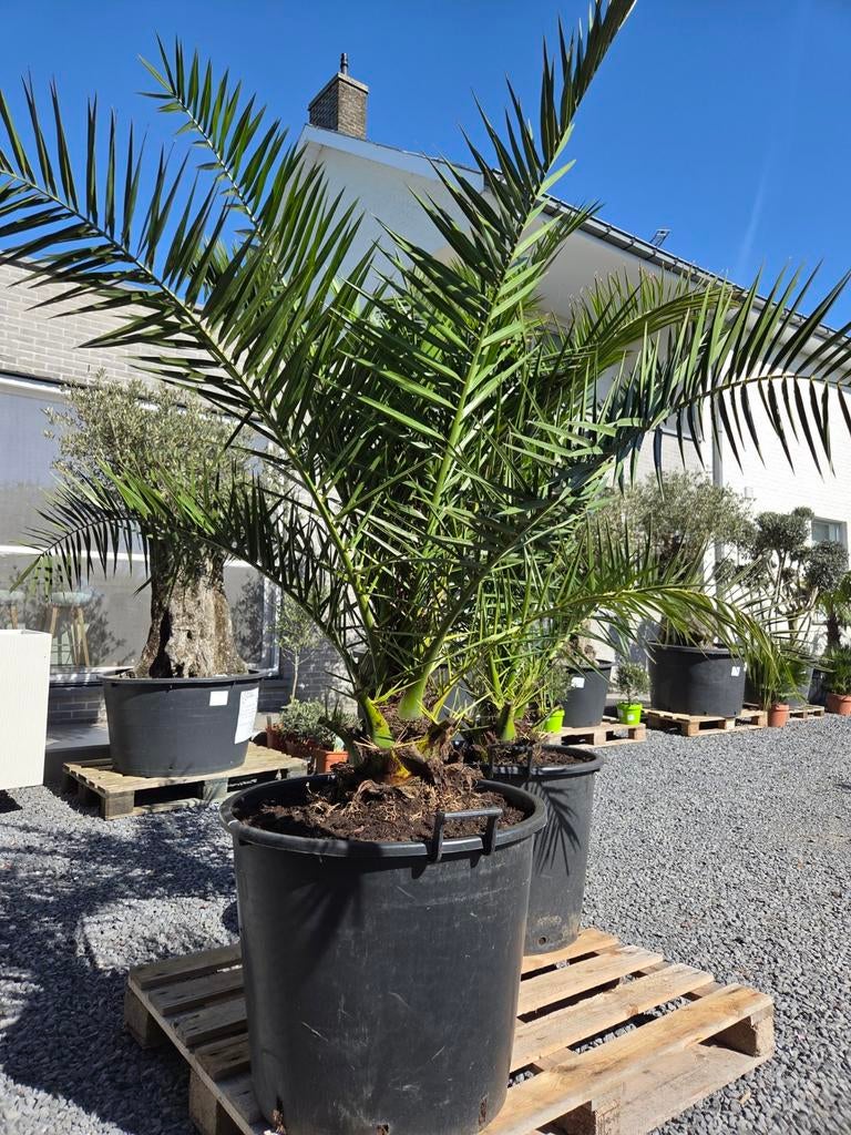 Palmboom Phoenix Canariensis, Tuin en Terras, Ophalen, Palmboom