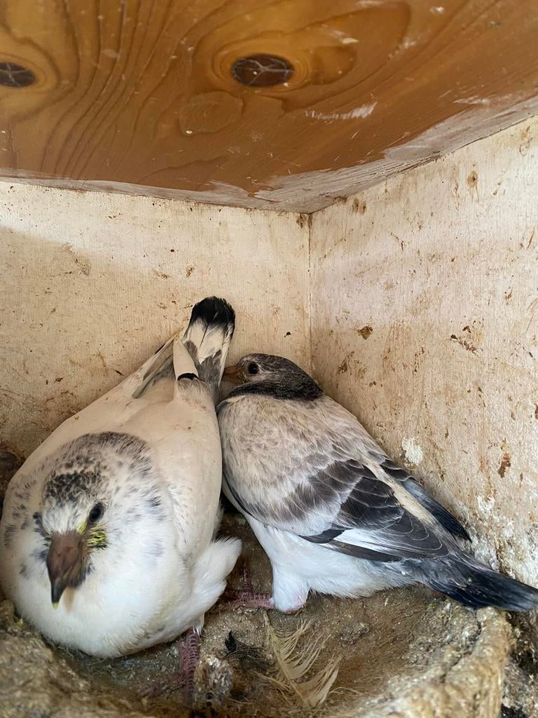 Top jongen 2026, Sexe inconnu, Pigeon voyageur