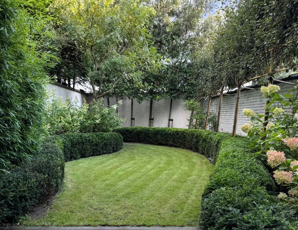 Meters Taxus haag! Groenblijvend winter, Tuin en Terras, Planten | Bomen, Winter, Ophalen
