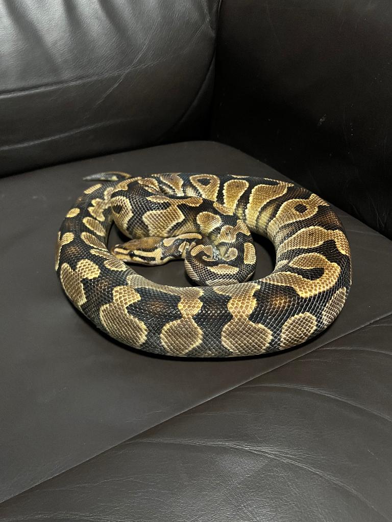 Ball python, Dieren en Toebehoren, Slang