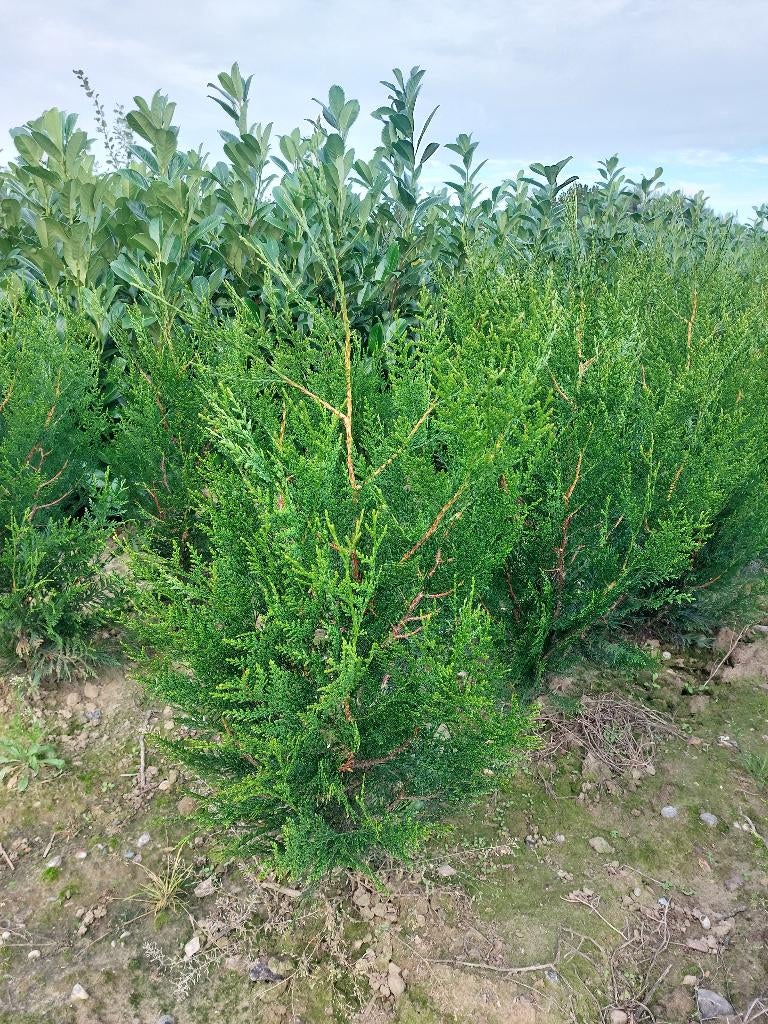 Thuja plicata Atrovirens, Tuin en Terras, Ophalen, Haag