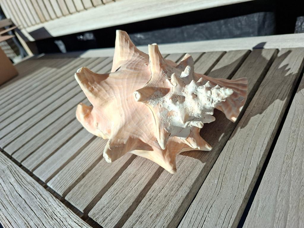 Zeeschelp, Ophalen, Gebruikt
