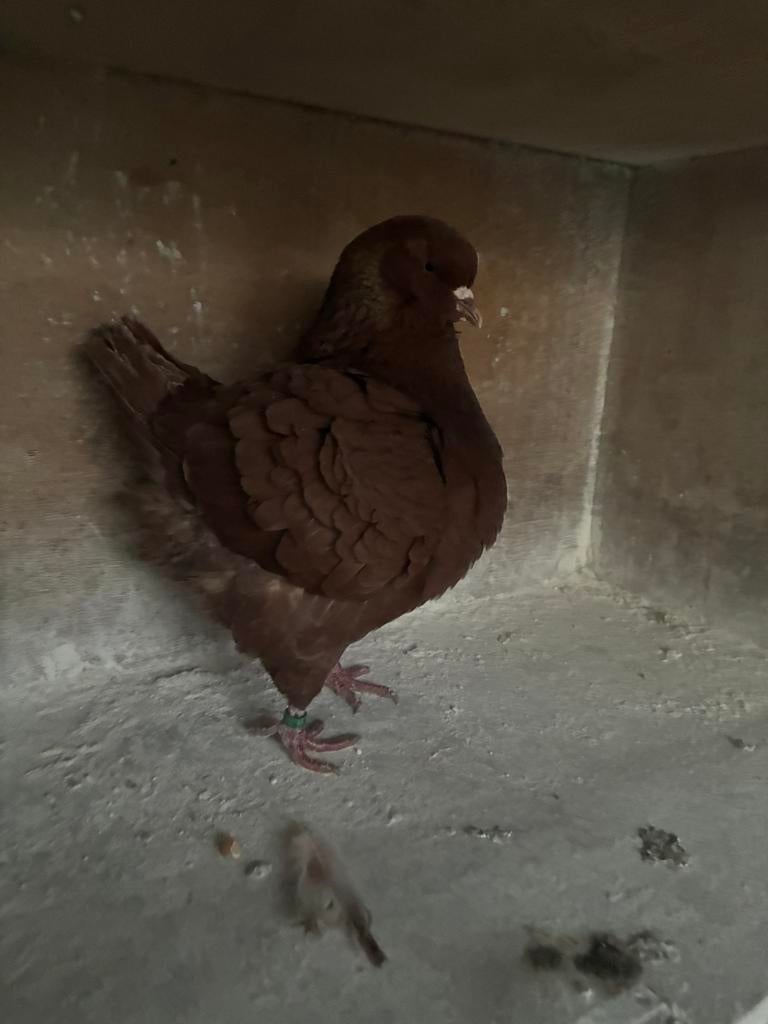 Kingduif duivinnen, Dieren en Toebehoren, Vogels | Duiven, Overige soorten, Vrouwelijk