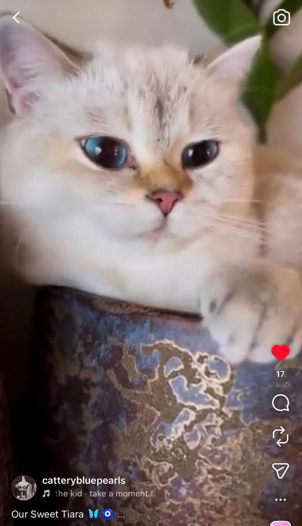 Seal golden shaded pointed, Chatte ou Chat, Avec pedigree, 0 à 2 ans