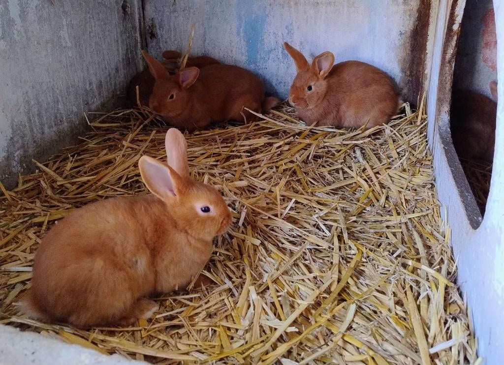 Vale van Bourgondië voedsters