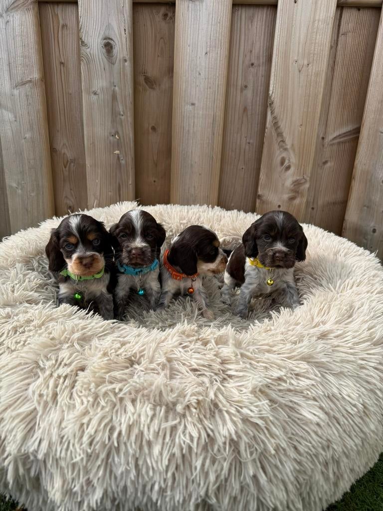 Prachtige engelse cockerspaniël pups, Animaux & Accessoires, Plusieurs, Hépatite contagieuse (maladie de Rubarth), Belgique, Plusieurs animaux