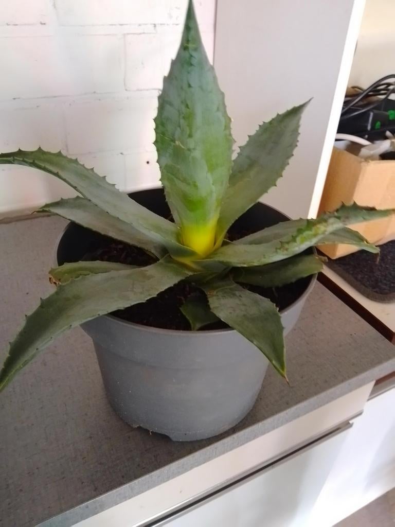 Agave Americana plant, Jardin & Terrasse, Enlèvement