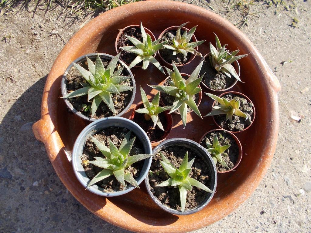 aloë-vera plantjes, tijm- en pannekoekenplantjes, Tuin en Terras, Planten | Tuinplanten, Ophalen