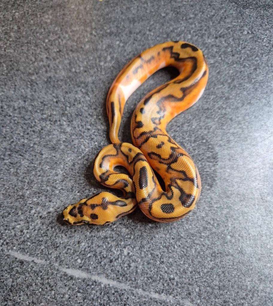 Python regius, Animaux & Accessoires, Serpent, 0 à 2 ans