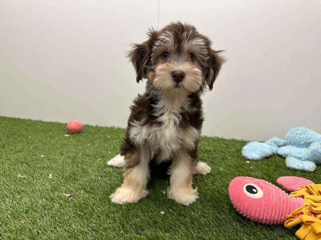 Havanezer pups, België, Overige rassen, 8 tot 15 weken, Parvo