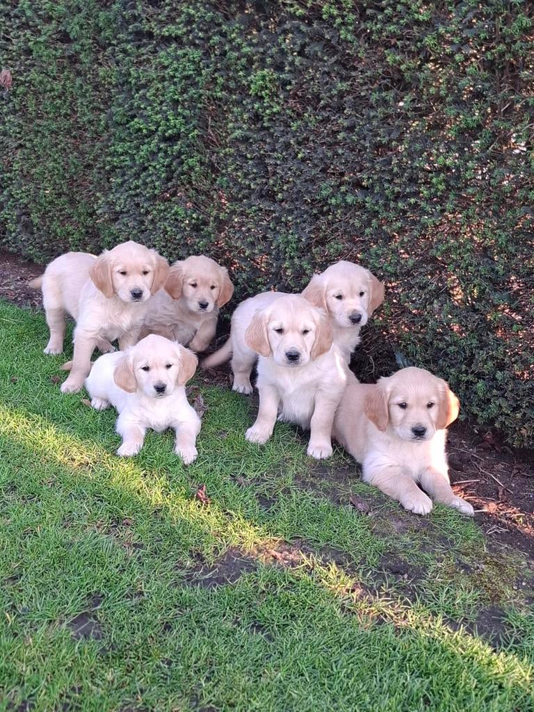 Chiots Golden Retriever, Animaux & Accessoires, Chiens | Retrievers, Épagneuls & Chiens d'eau, Golden retriever, Plusieurs, Hépatite contagieuse (maladie de Rubarth)