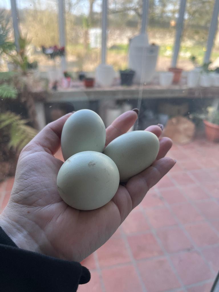 Broedeieren groenleggers, Geslacht onbekend, Kip