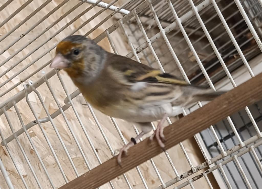 Canaris mulet métis, Animaux & Accessoires