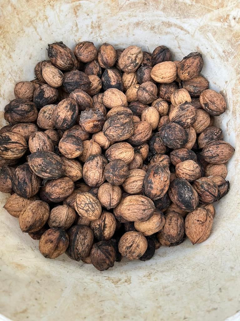 Walnoten/okkernoten van 2025 van groot formaat, Diversen, Levensmiddelen, Ophalen