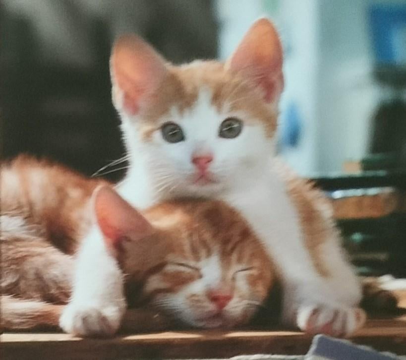 Foto's van katten op fotopapier. Grote & kleine. 300 stuks., Ophalen of Verzenden