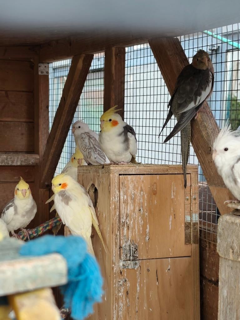 Jonge Valkparkieten, Dieren en Toebehoren, Vogels | Parkieten en Papegaaien
