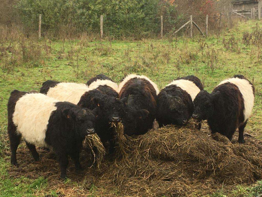 belted galloway runderen, kalfjes, Dieren en Toebehoren, Runderen, Meerdere dieren, 0 tot 2 jaar