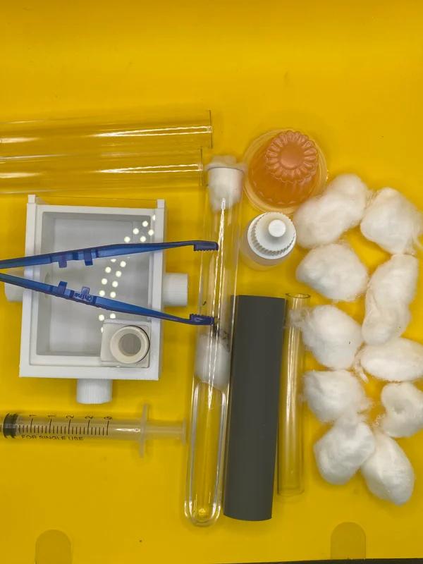 Kit de démarrage pour fourmis Camponotus Ligniperda, Animaux & Accessoires, Insectes & Araignées, Fourmis